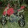 Destockage POCKET QUAD SPORT 49c3 Tout Chemin Pocketbike Pocketquad Miniquad Mini Quad 219 � PROMO 199 �
