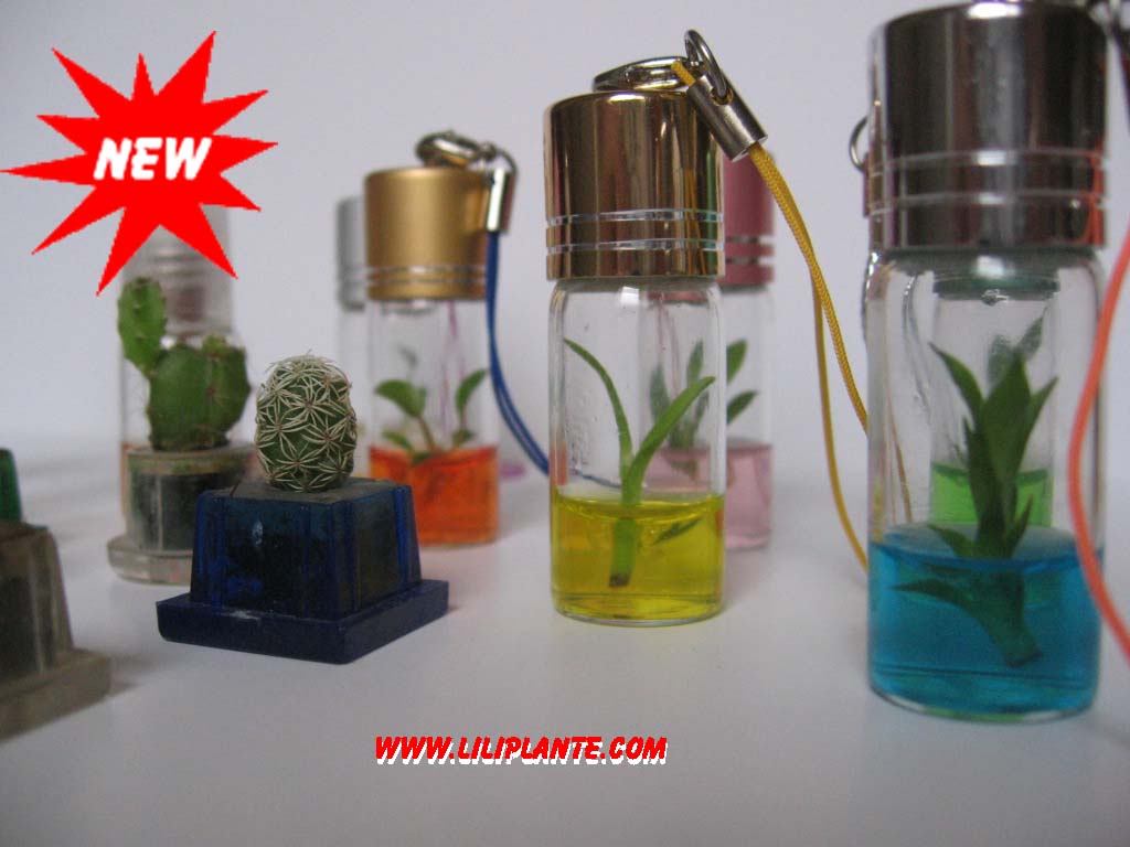 Destockage nouveau produit a decouvrir  !!! mini plante