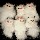 Destockage lot de petits chats