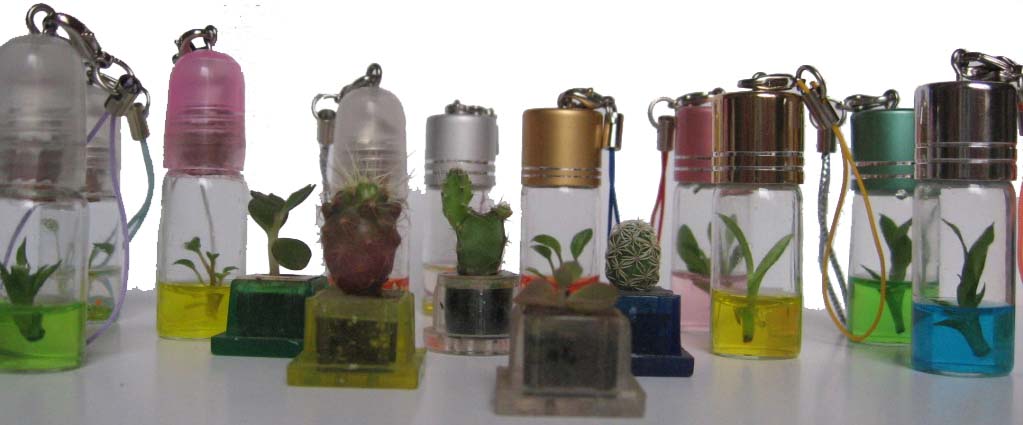 Destockage carton� avec un nouveau produit ?? mini plante