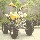 Destockage QUAD 110 CC PANTHERA non homologu� route