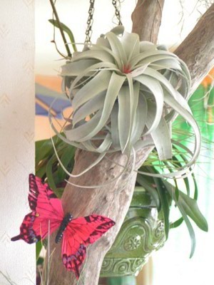 Fournisseur Vends Tillandsais plantes sans terre, Grossiste Vends Tillandsais plantes sans terre, Destockage Vends Tillandsais plantes sans terre