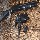 Fusil Pompe Pistolet mitrailleur billes 