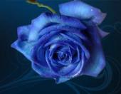 rosebleue