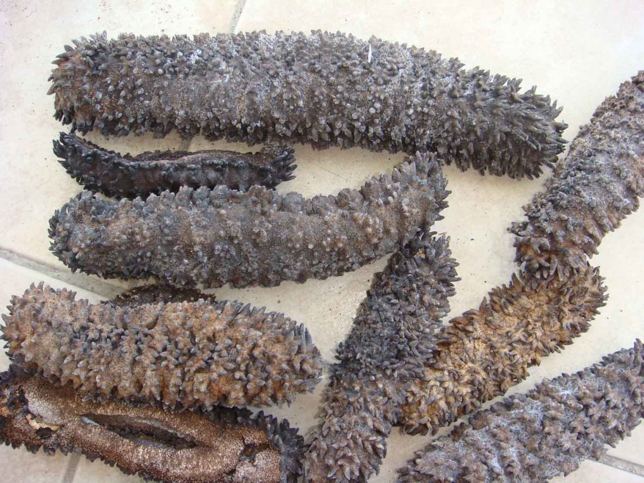 DRIED SEA CUCUMBER Destockage Grossiste