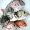 Exportation de poissons congelés et frais