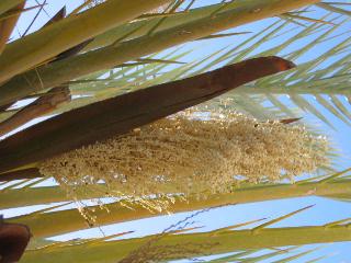 Vends gelee royal pollen de palmier en gros Destockage Grossiste