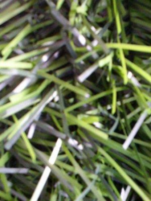 Haie artificielle aspect thuya orlando 2X5M