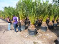 CAMION PLANTES MED DESTOCK