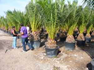 CAMION PLANTES MED DESTOCK