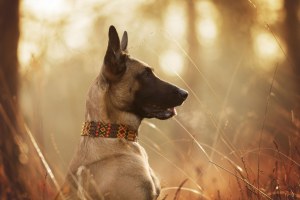 Collier & Laisses / Cuir Textil Maya / Travail artisanal