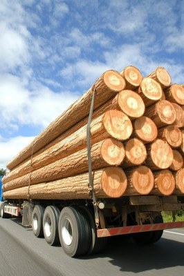 Turkish Kiln Beech Wood — A-Grade Super Premium
