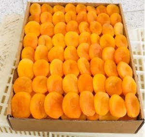 Premium Turkish Dried Apricots - Export Quality
