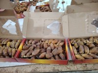 Dattes Deglet Nour Algérie Nouvelle Récolte 2024