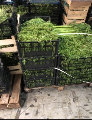 Herbes Aromatiques
