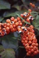 Vente de Guarana agroécologique d'Amazonie