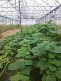 Plantes Paulownias pour bois et/ou biomasse