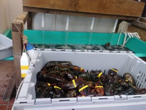 Langouste rouge & L'homard vivant & Conglé