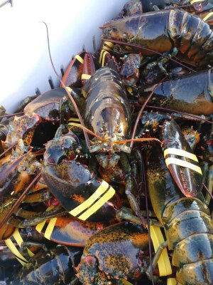 Langouste rouge & L'homard vivant & Conglé