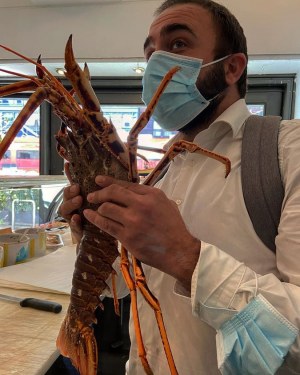 Langouste rouge & L'homard vivant & Conglé