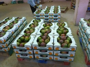 Mangue frais a exporte