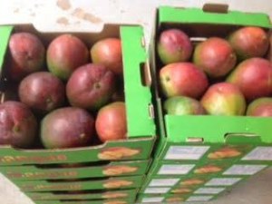 Mangue frais a exporte