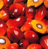 VENTE DE 100 TONNES D'AMANDE DE PALMISTE