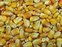 Maïs jaune (pour l'alimentation animale) Grade # 2