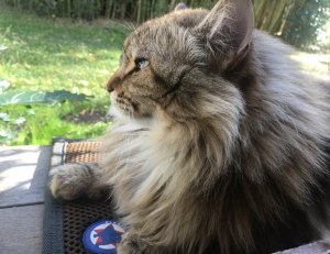 Tapis professionnel pour chiens & chats Taille XL