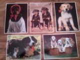 Lot de Cartes Postales d'animaux