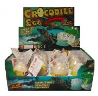 Présentoir de 12 Oeufs de Crocodile
