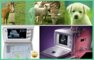 Materiel veterinaire echographe d' élévage