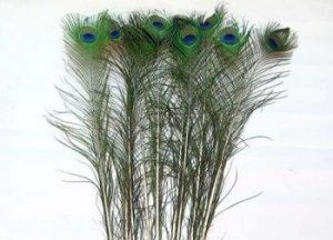 Plumes de paon