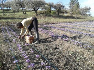 A saisir ! Pistils de safran français en déstockage.