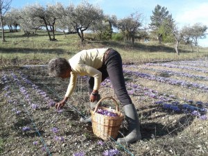 Pistils de safran de qualité française( en conversion BIO)en déstockage