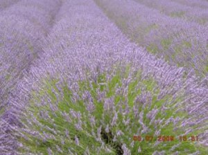 Vend huile essentielle de lavandin