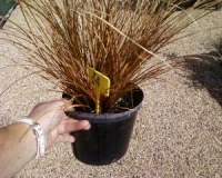 Carex Comans Bronze Form - Lot de 200 graminées