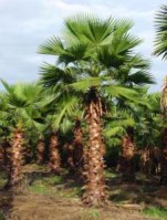 Grossiste Palmiers / Oliviers