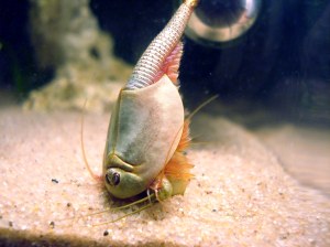 Kit 50 Oeufs de Triops Longicaudatus