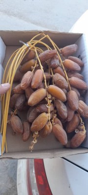 Dattes Algériennes de première qualité , En branches et ardjoune (Régimes)