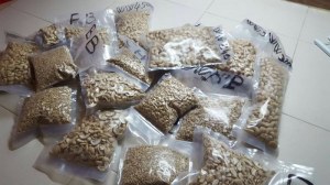 Amandes de cajou et noix de cajou crues séchées