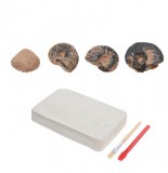 Kit de découverte - fossiles