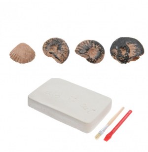 Kit de découverte - fossiles