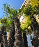 Lot de palmiers Trachycarpus wagnerianus