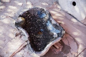 Vasque à poser amorphe en pierre d’Erfoud fossilisé préhistorique