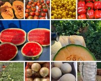 Grossiste légumes et fruits saison