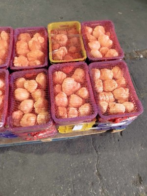 Truffe blanche a vendre sur commande