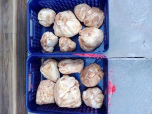 Truffe blanche a vendre sur commande