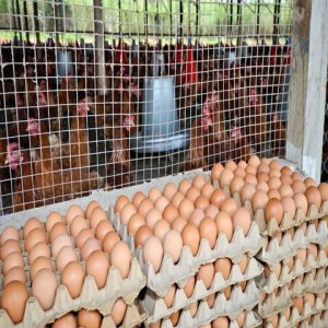 Fresh Poultry Chicken Eggs For Sale