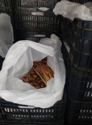 DATTES DEGLET NOUR LYBIE